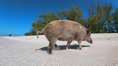 A swimming pig