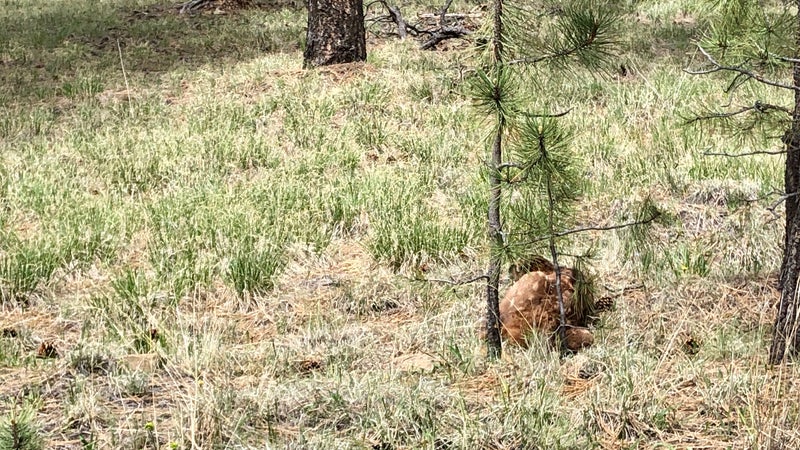 A baby elk