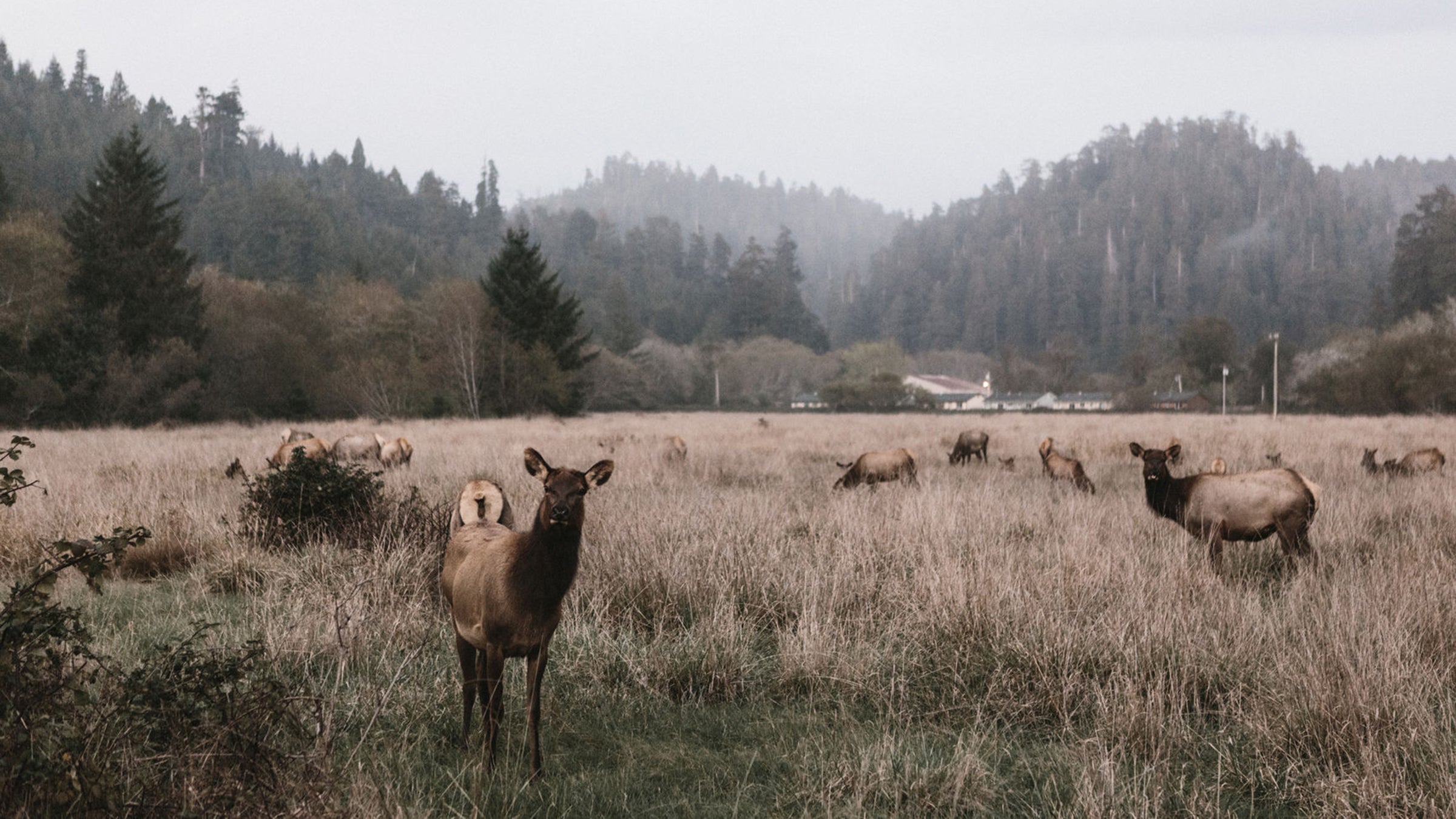 “This is what elk mothers do. When predators approach, they run away, leaving their babies, who aren’t strong enough to walk.”