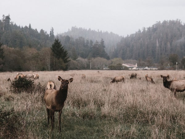 “This is what elk mothers do. When predators approach, they run away, leaving their babies, who aren’t strong enough to walk.”