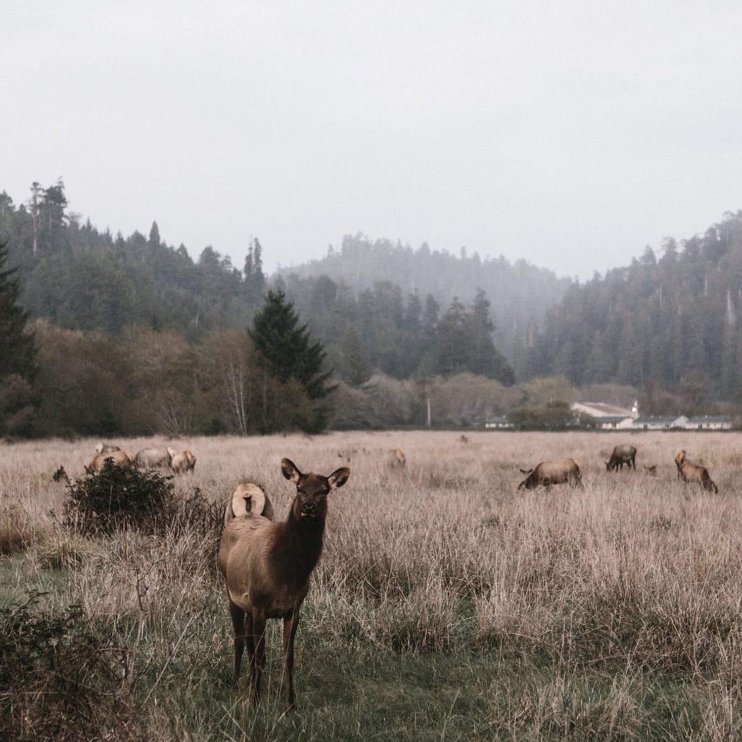 “This is what elk mothers do. When predators approach, they run away, leaving their babies, who aren’t strong enough to walk.”