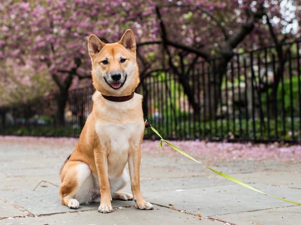 Need a little help finding your perfect city companion? We’ve got you.