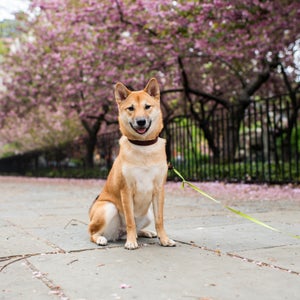 Need a little help finding your perfect city companion? We’ve got you.