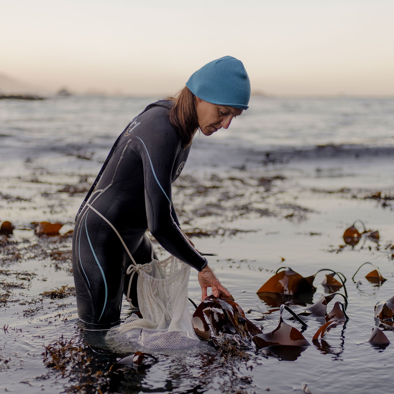 Harvesting seaweed on the California coast