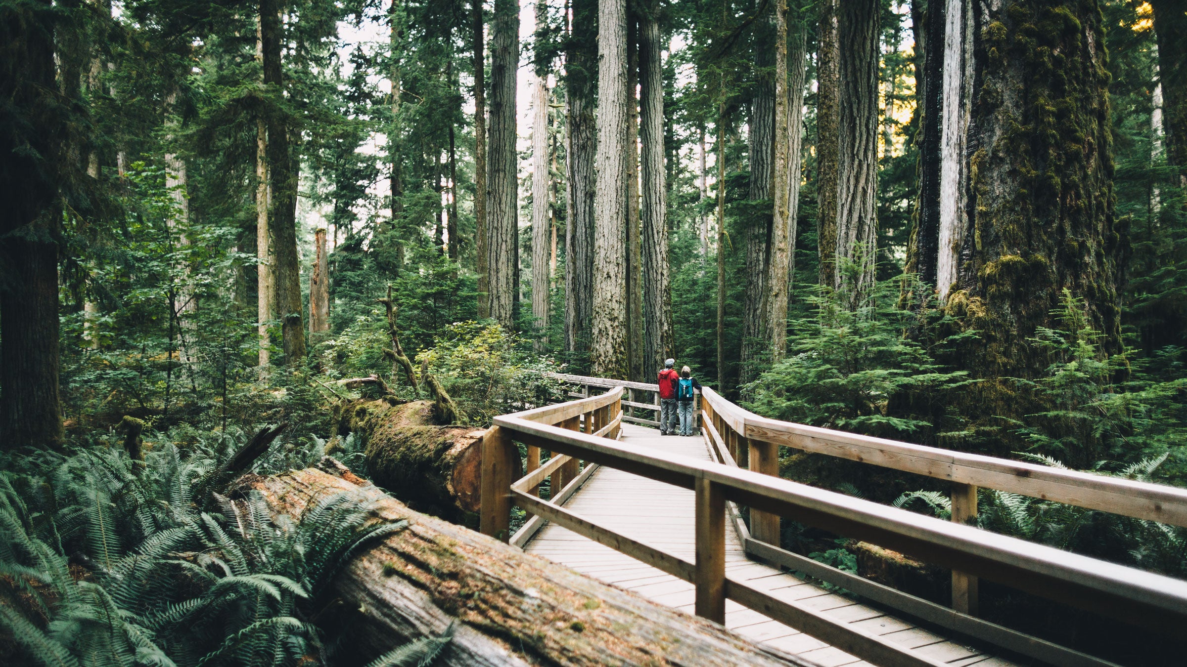 Cathedral Grove