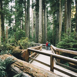 Cathedral Grove