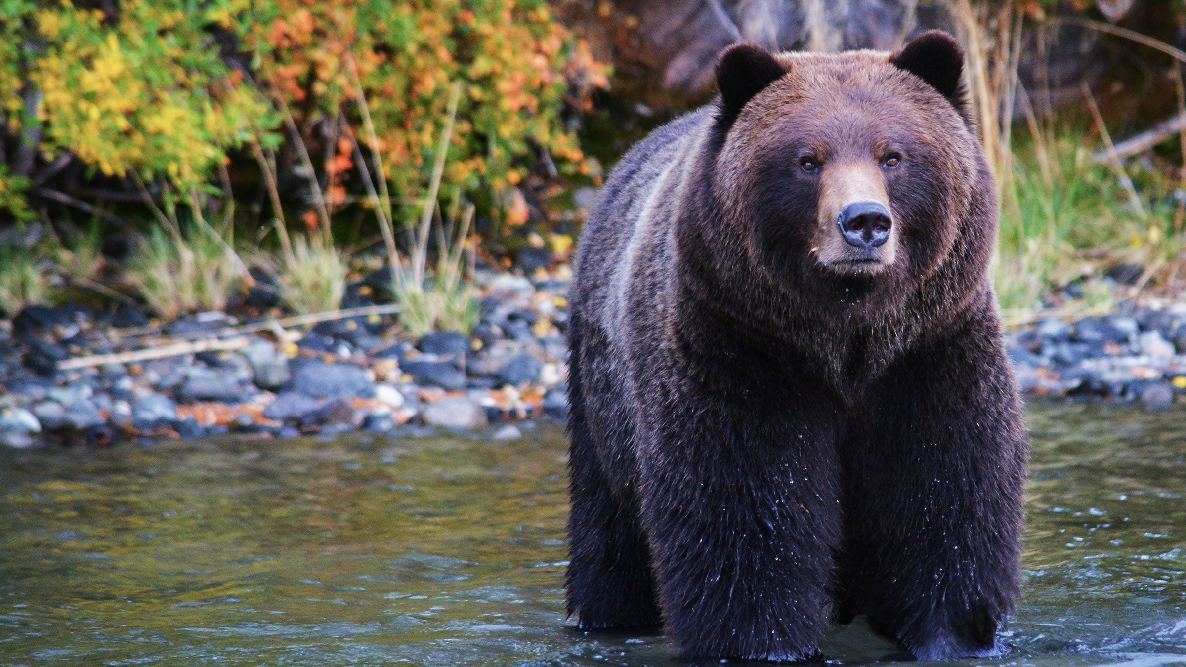 Grizzly Bears - Natural World Safaris
