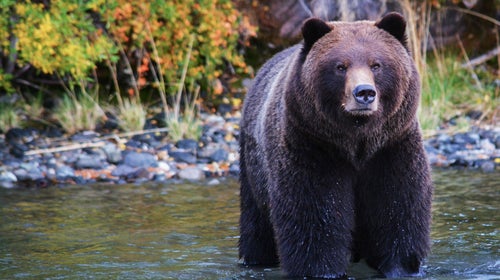 Where to see a grizzly, responsibly