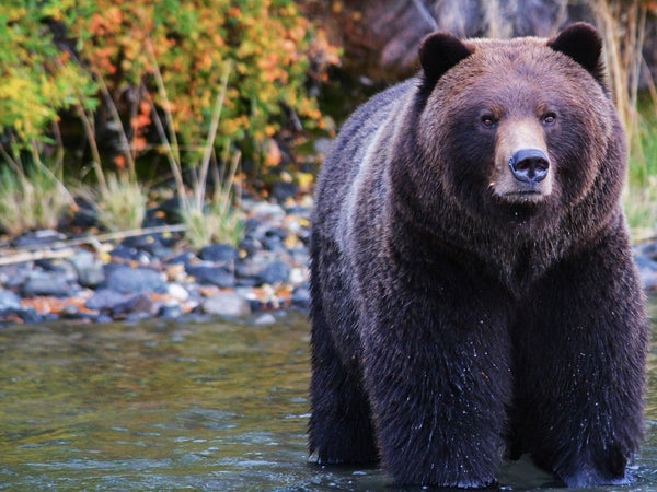 Where to see a grizzly, responsibly