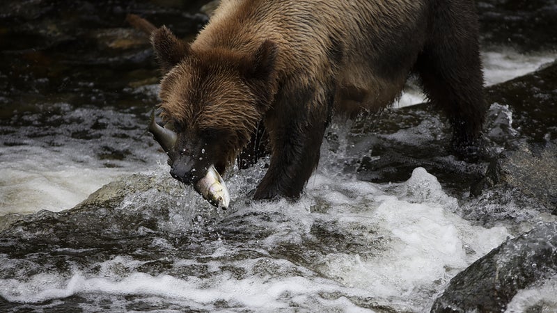 A Grizzly Bear catching a salmon at Knight Inlet.