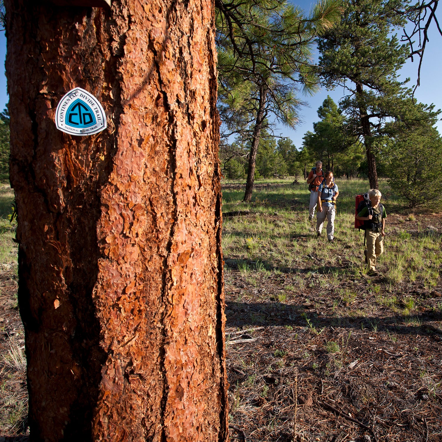 Explore America's Scenic Splendors: The Top 5 Unmissable Hiking Trails