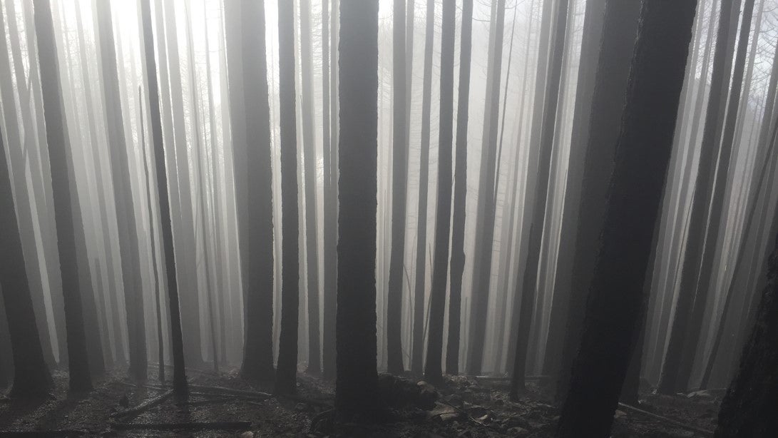Smoke from the Eagle Creek fire fills an Oregon forest. 