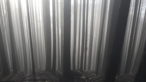 Smoke from the Eagle Creek fire fills an Oregon forest.