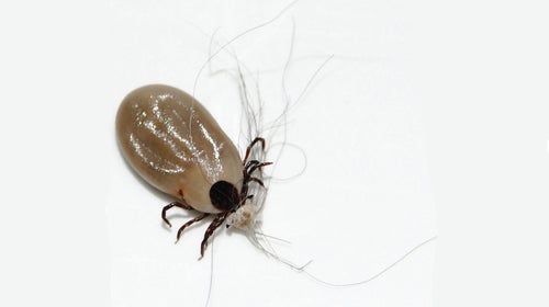 An engorged deer tick. You should be getting ticks off dogs before they look like this.