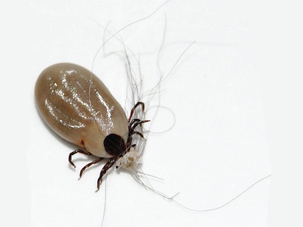 An engorged deer tick. You should be getting ticks off dogs before they look like this.
