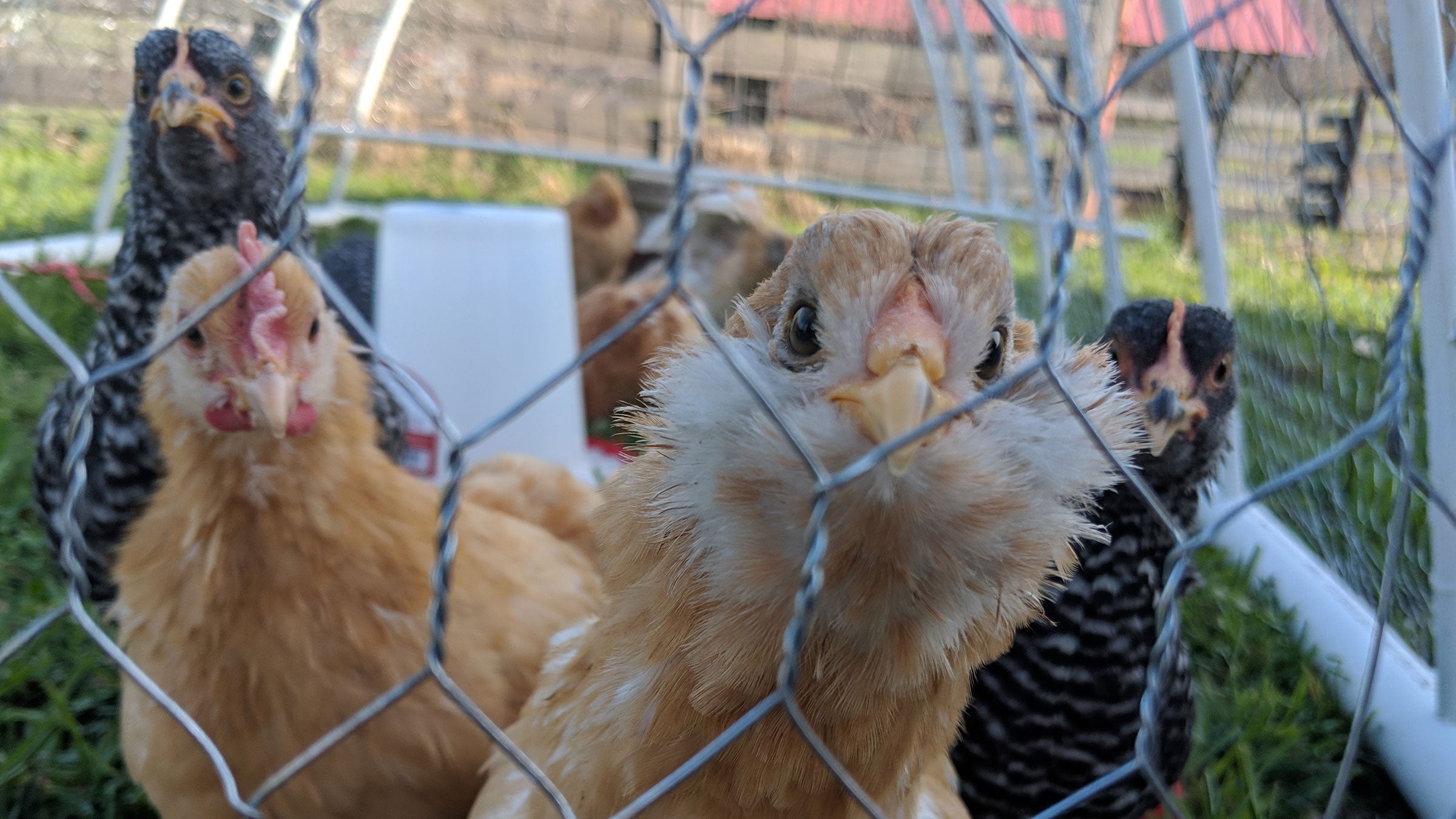 How to get your own crew of hens