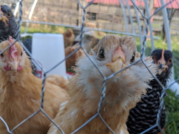 How to get your own crew of hens