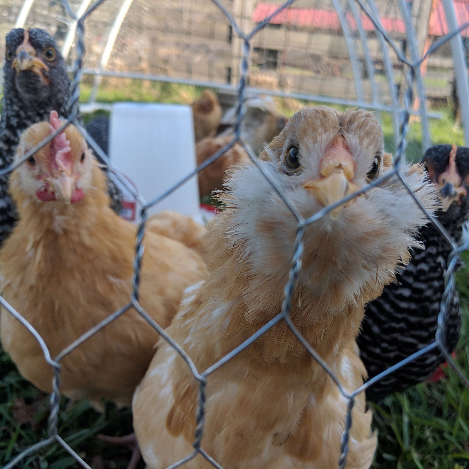 How to get your own crew of hens