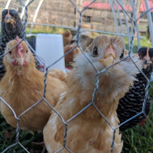 How to get your own crew of hens