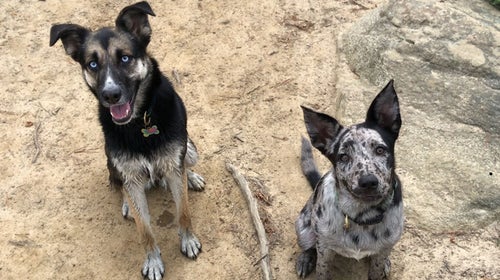 how do you introduce an anxious dog to other dogs