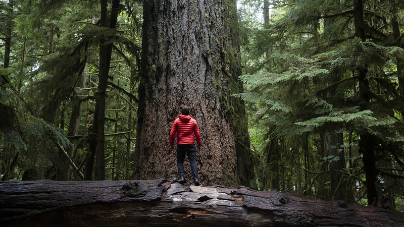 Hiking around Cathedral Grove on Vancouver Island