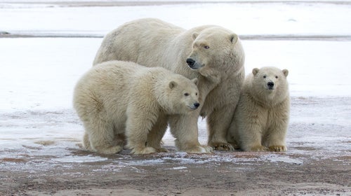 Mother with her two cubs. On Barter Island off the north slope of Alaska.