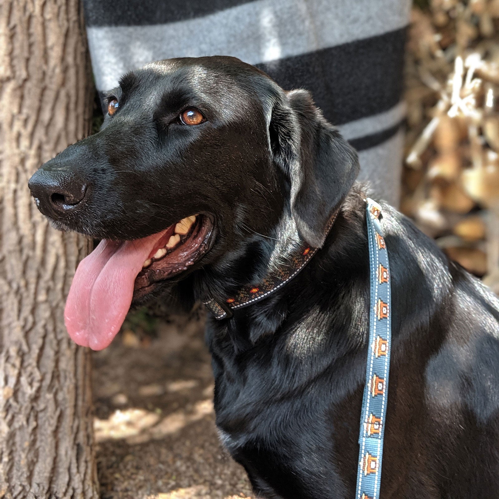 Grateful dead store dog collar chaco