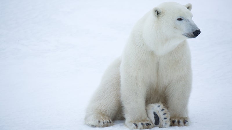 A polar bear at rest