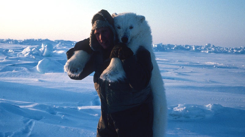 Amstrup transports one of his research subjects.