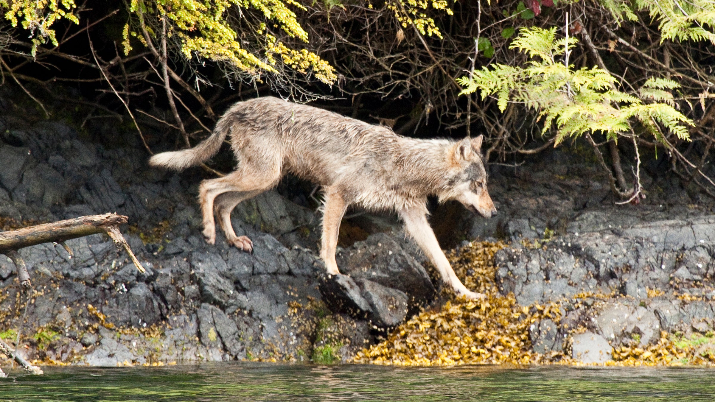 A wild gray wolf travels along the shoreline of Clayoquot Sound, British Columbia