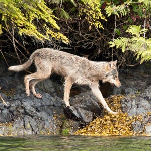 A wild gray wolf travels along the shoreline of Clayoquot Sound, British Columbia