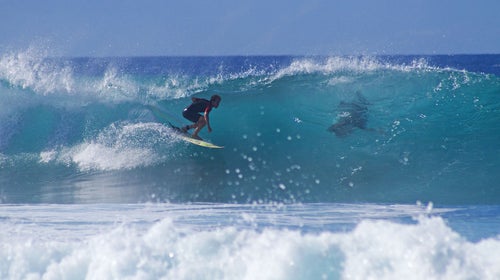Sharks and surfers: a peaceful union