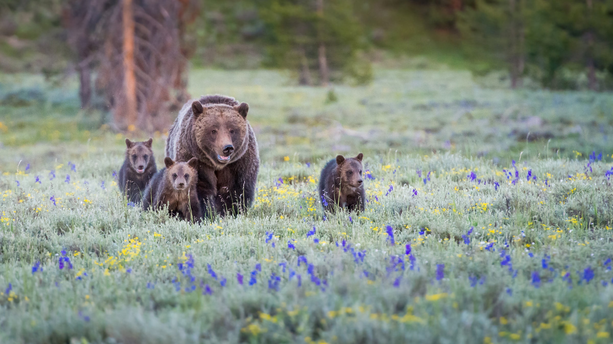 Everybody please just stop feeding the bears.