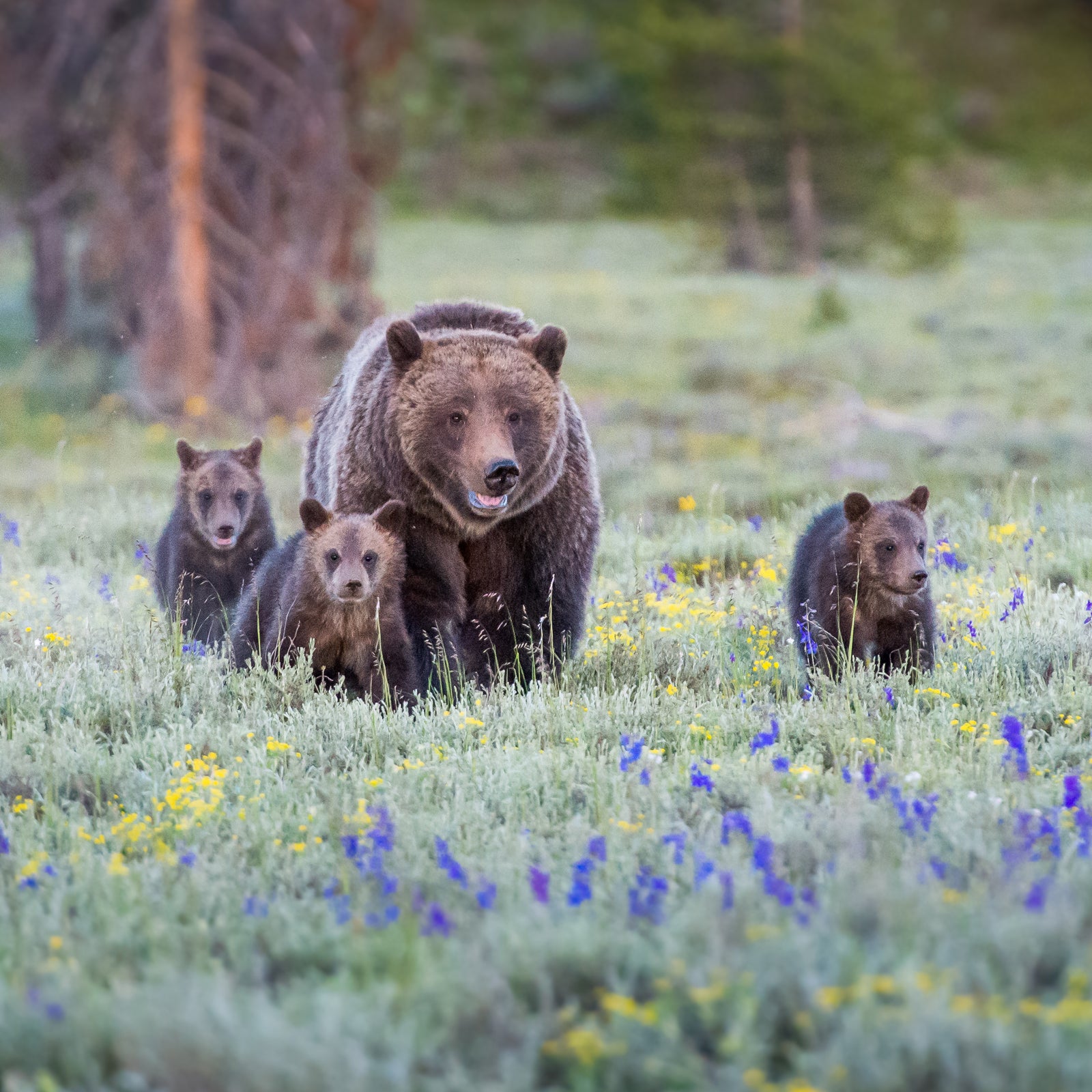 Everybody please just stop feeding the bears.