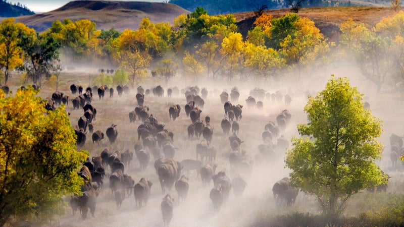 Buffalo roundup
