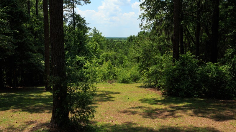 Forest in Poinsett State Park
