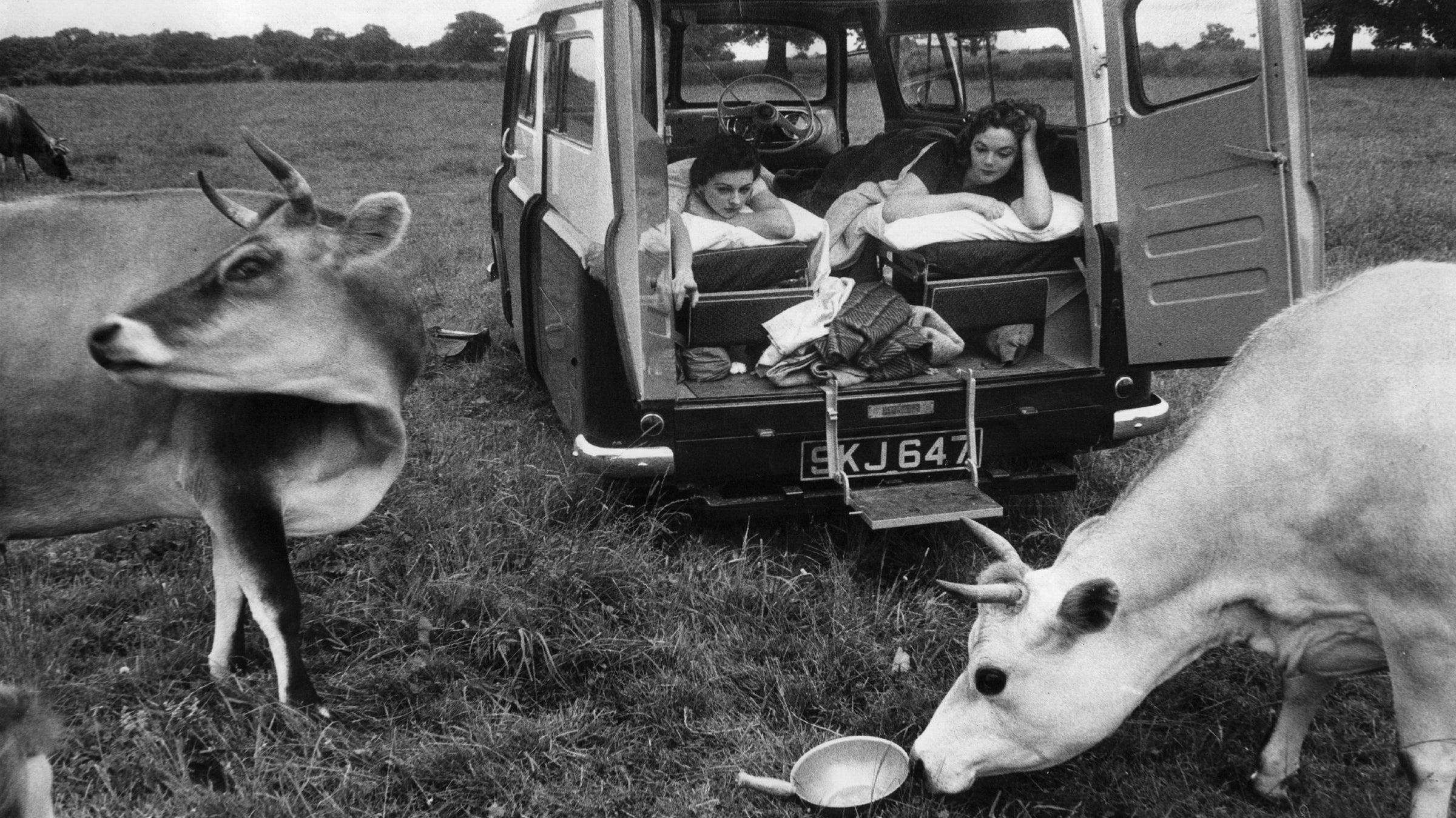 Vanlife with animals