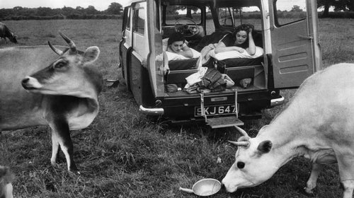 Vanlife with animals