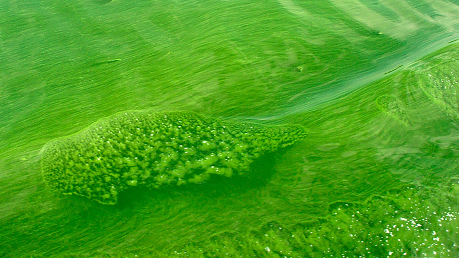 A toxic blue-green algae bloom. 