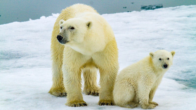 A mother and her cub on sea ice. While it's the loss of its ice that threatens the outright survival of the species, it's how many polar bears we're able to save right now which determines the chance they'll have if we are able to reverse climate change.