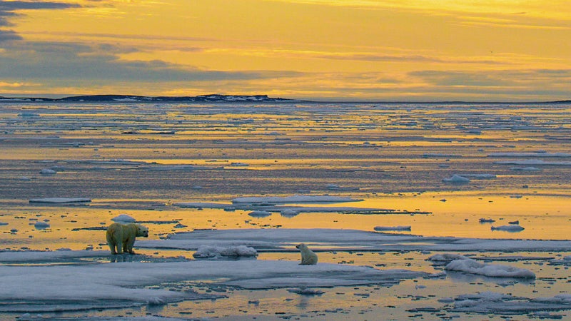 With the Southern Beaufort Sea population on the verge of collapse, any disturbance to ANWR puts its future at risk.