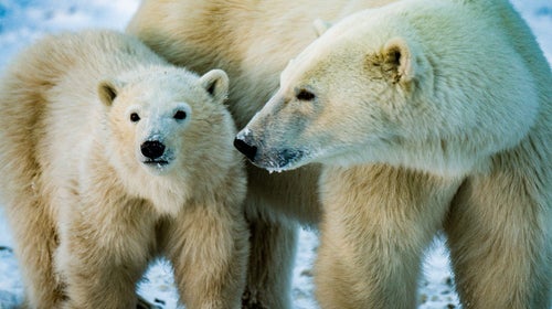 A mother with her cub.