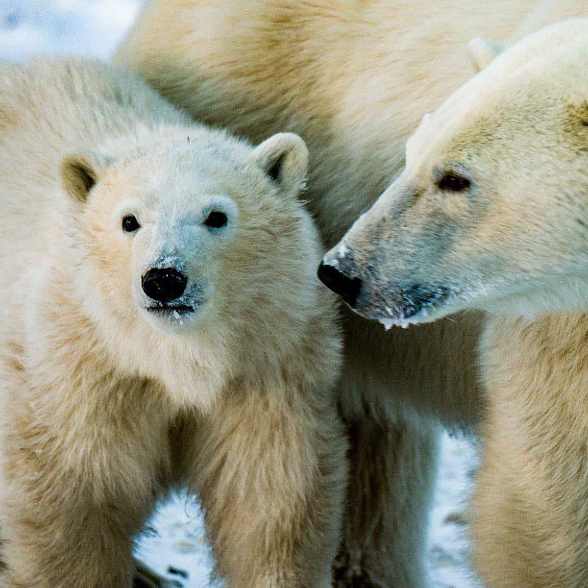 With Drilling ANWR a Go, Polar Bears Will Suffer