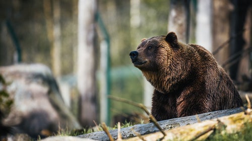 Grizzly bear