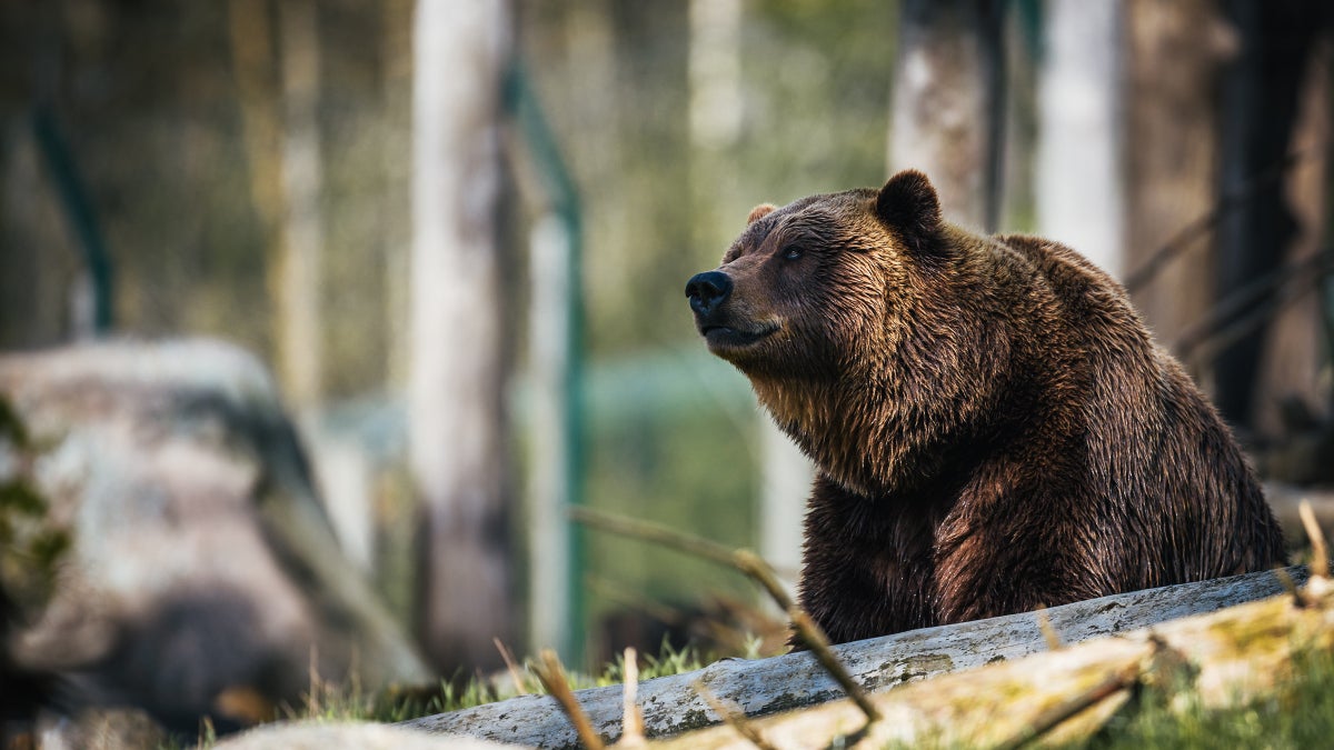 Who Owns the Wild: Grizzlies or Humans?