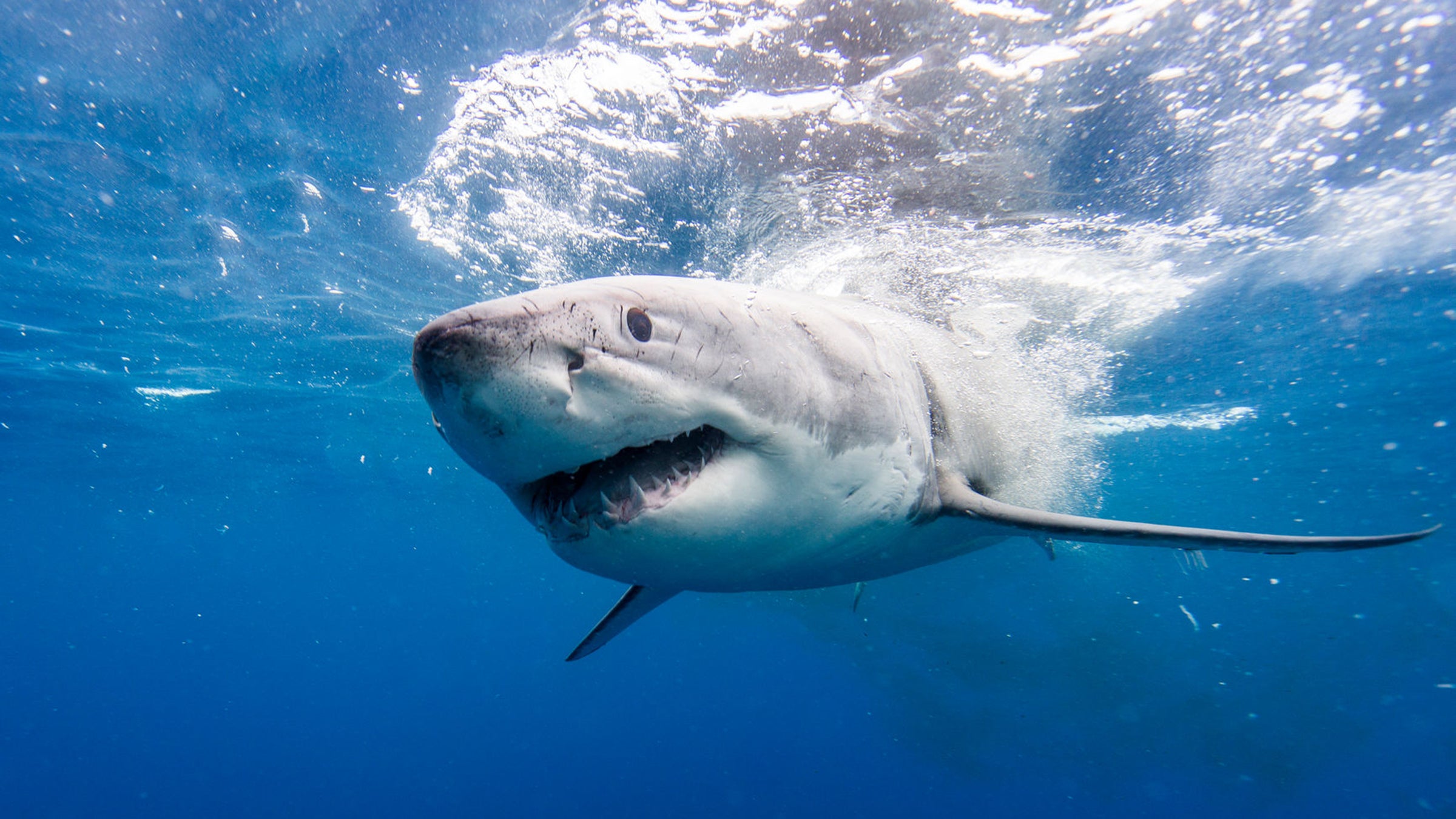 This is the terrifying view you'd see just before being eaten by a shark