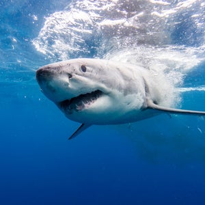There Is A Reason Why You'll Never See A Great White Shark In An