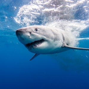Underwater Shark Blue & White Winter Snow Shirt