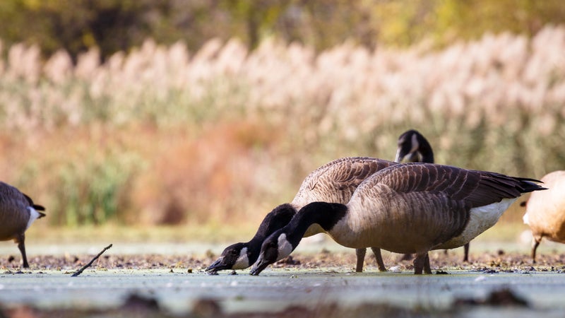 National Wildlife Refuge