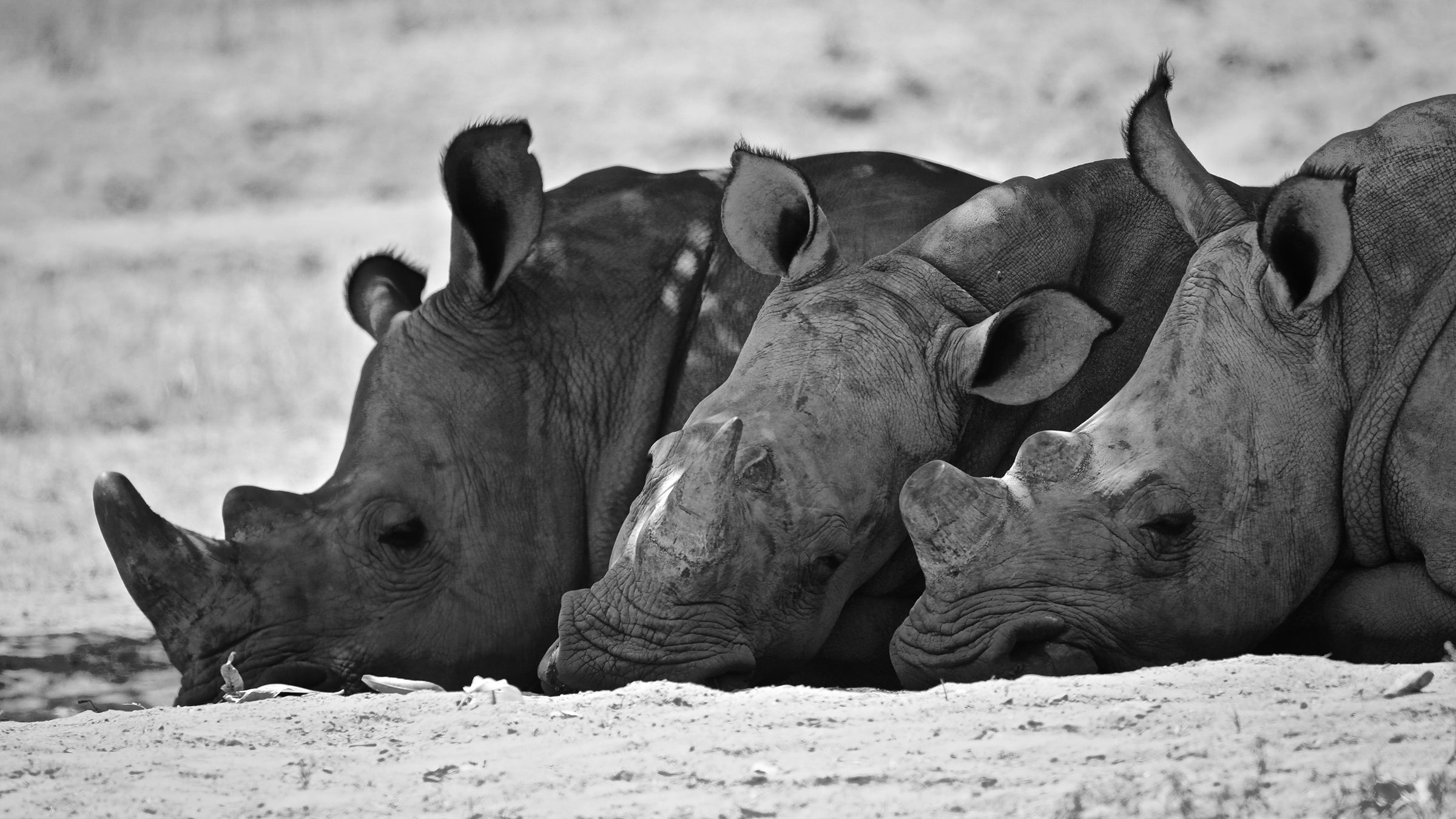 In 2018, at least 769 rhinos were killed in South Africa alone.
